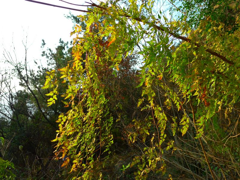 p1150492.jpg