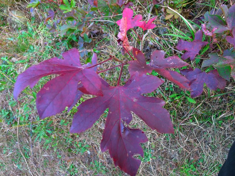 p1150500.jpg