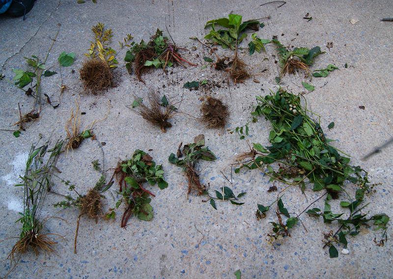 dsc02014.jpg