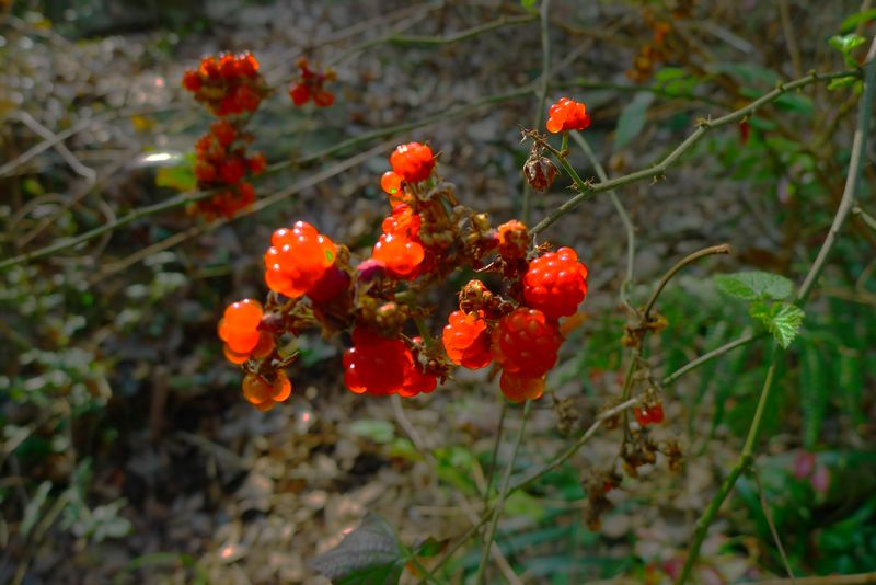 p1150417.jpg