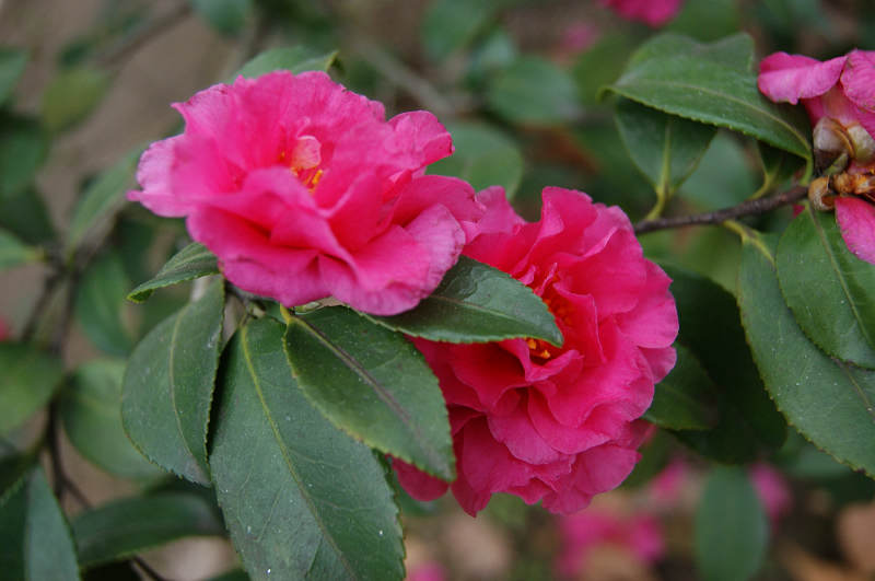dsc02092.jpg
