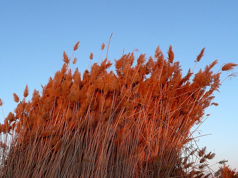 p1210965.jpg