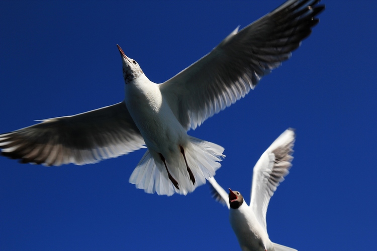 neo_img_img_1498.jpg