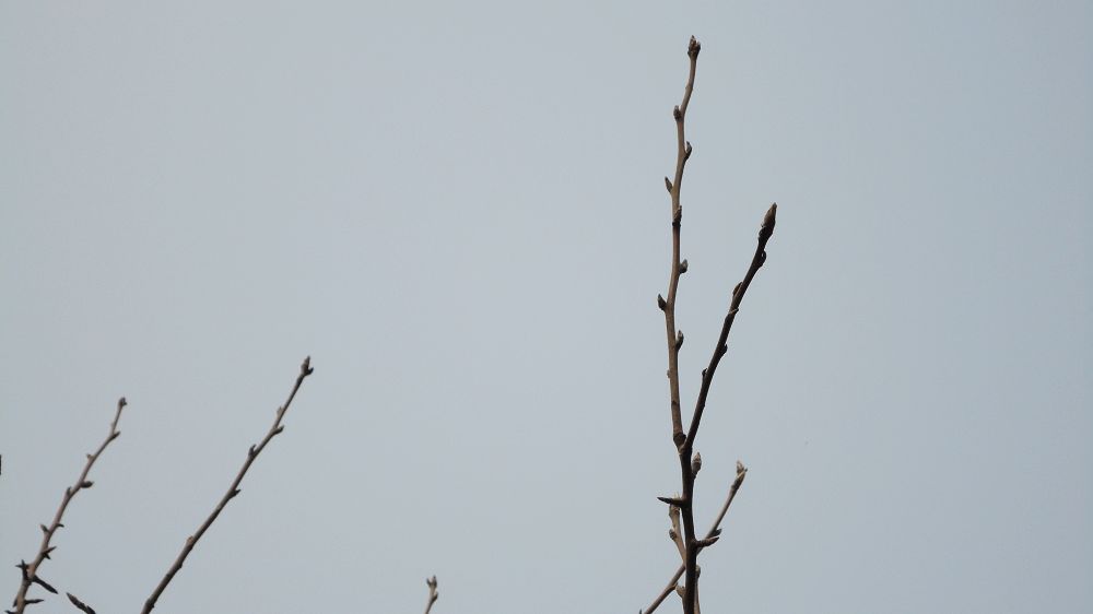 neo_img_dsc01908.jpg