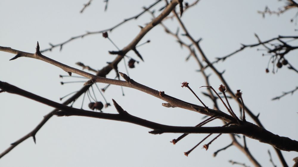 neo_img_dsc01907.jpg