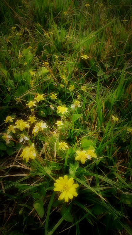 p1090833.jpg