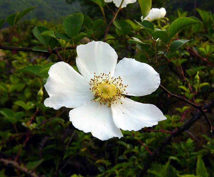 ӧӻ002.jpg