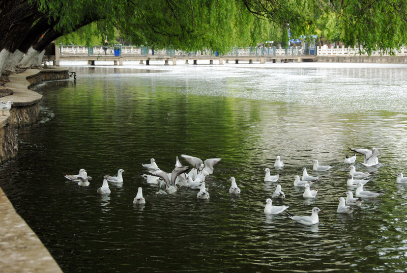 dsc_1104.jpg