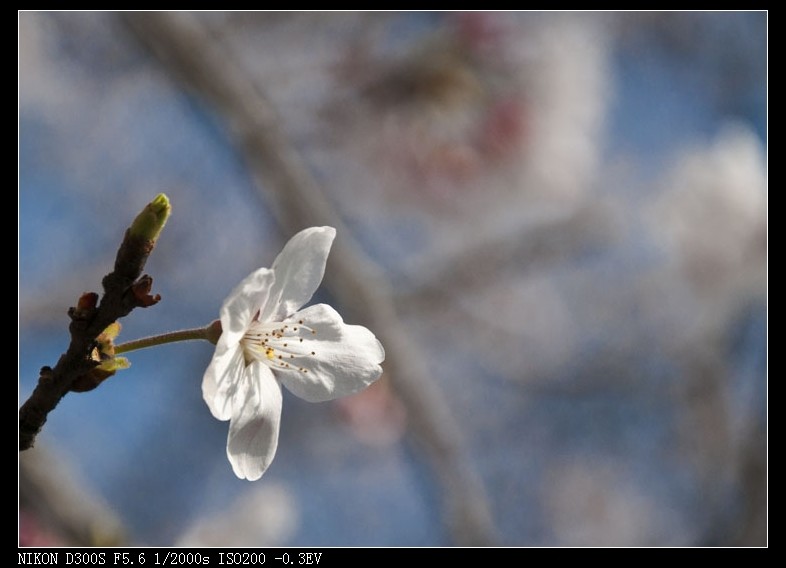 dsc_2102.jpg