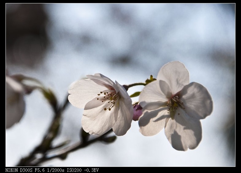 dsc_2127.jpg
