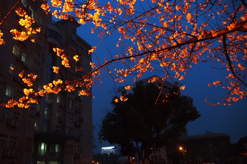 k1266626.jpg