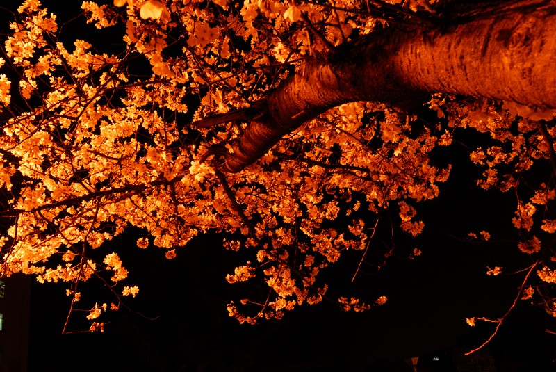 dsc_2287022.jpg