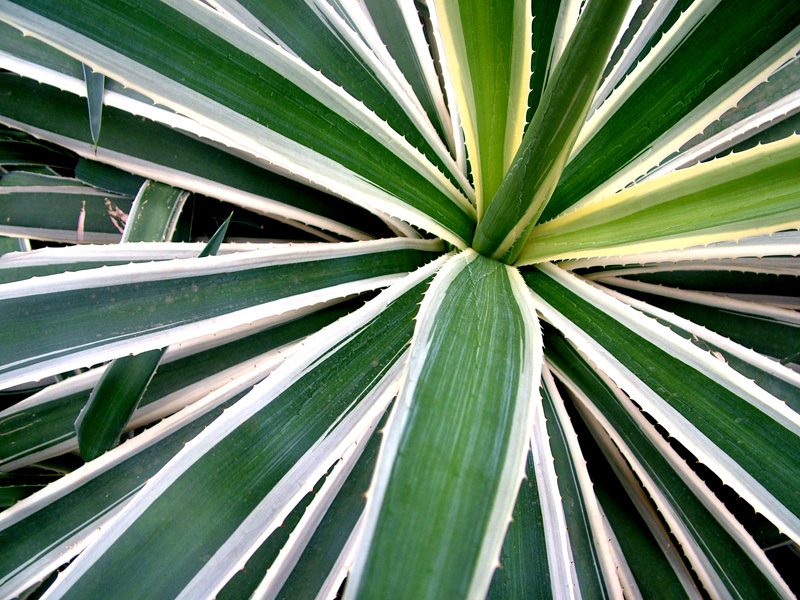 dscf2588.jpg