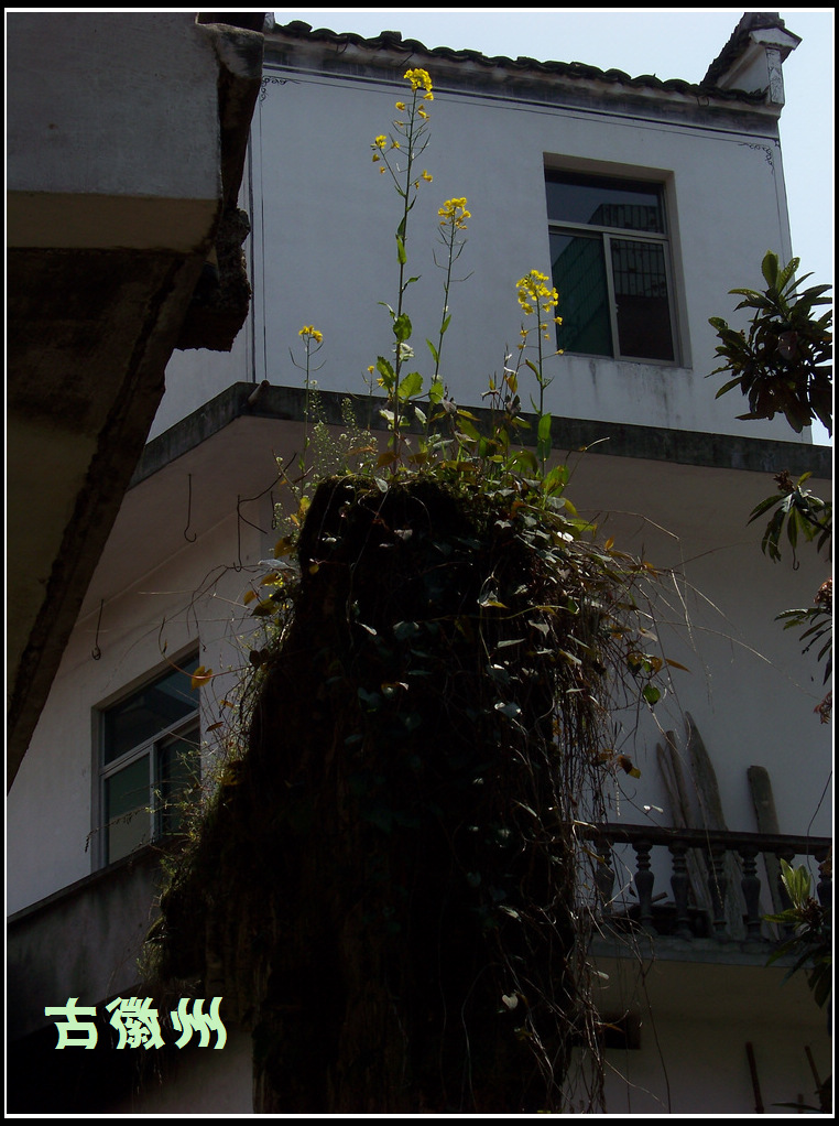 20110404h̶Ŵ (34)ǽͷͲ˻.jpg