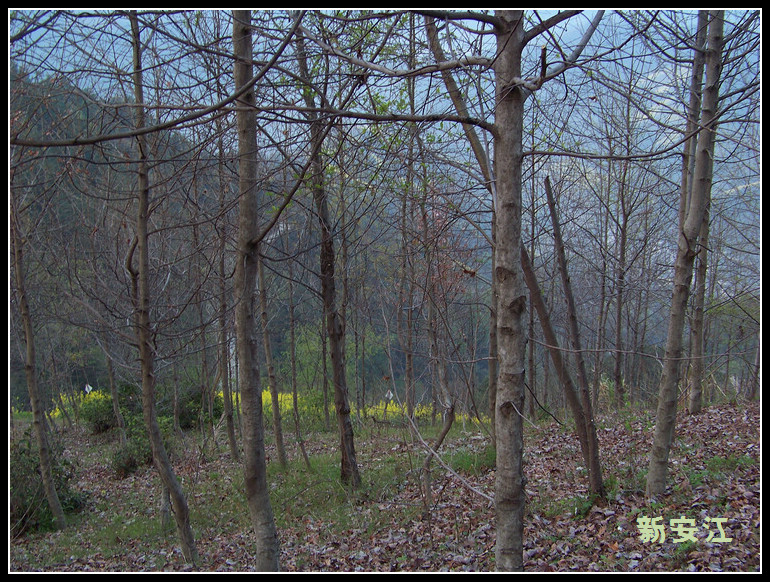 20110405bʯ̶ (11).jpg