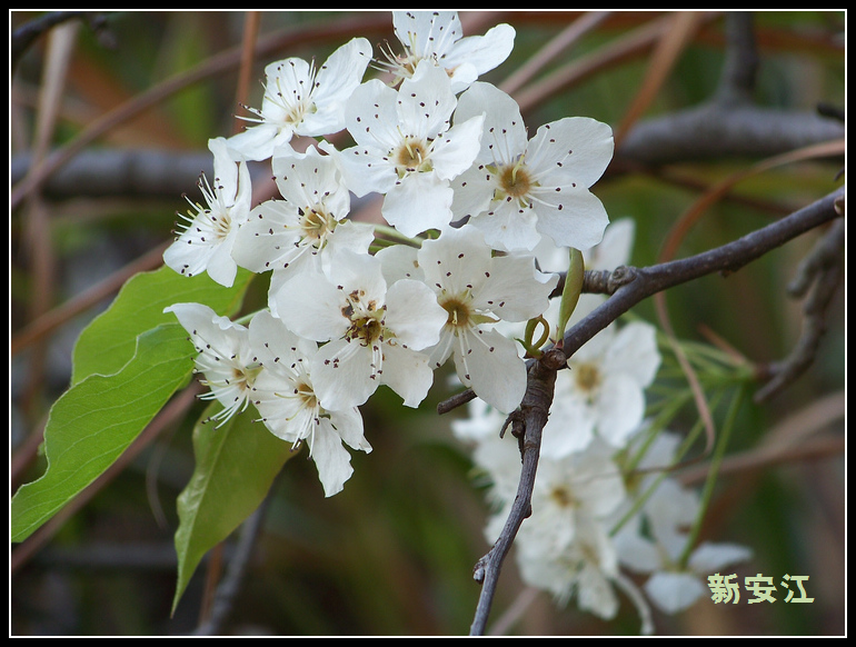 20110405d̫ɽʯ̶ (22)Ұ滨.jpg