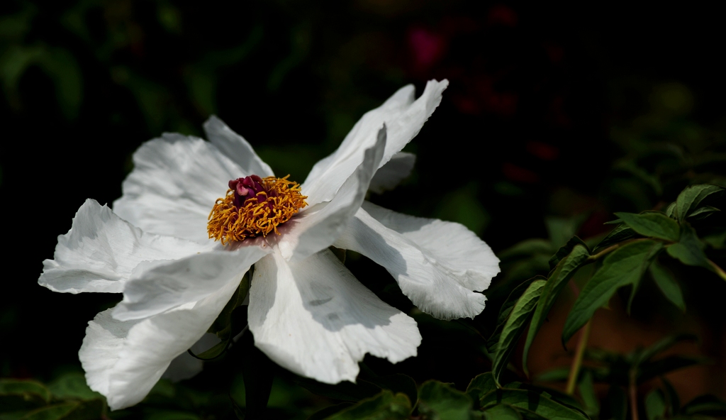 dsc_2082.jpg