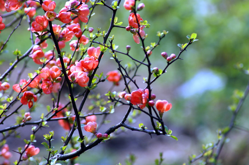 dsc00730.jpg