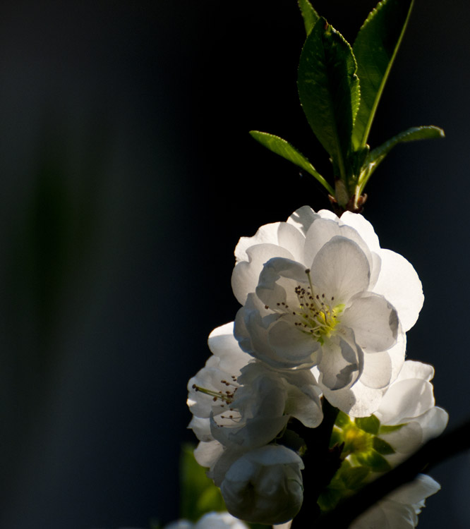 dsc_2207.jpg