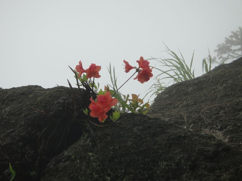 dsc04515.jpg