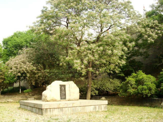 dsc00338.jpg