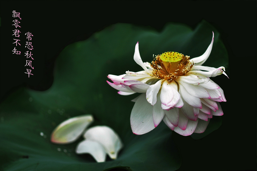 dsc_7674_1.jpg