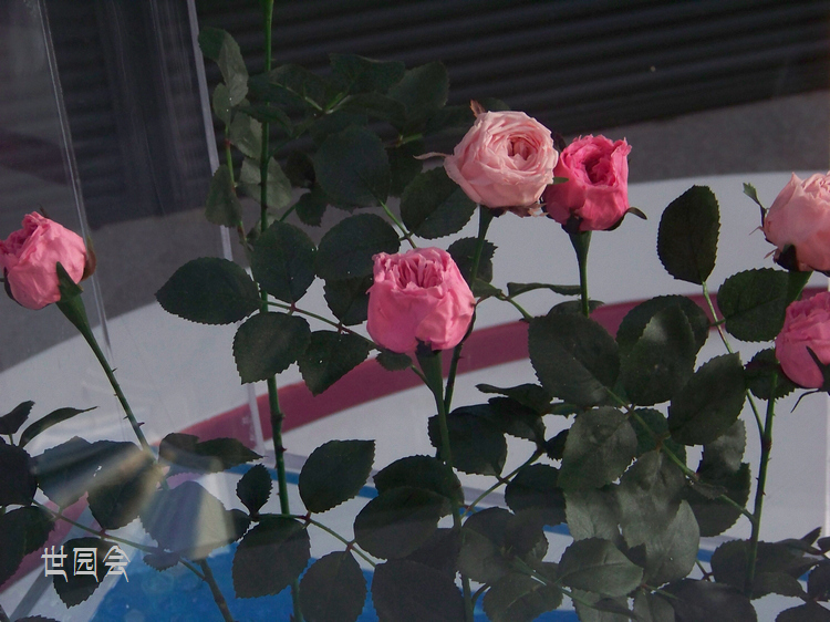 20110601c԰ᴴ (27).jpg