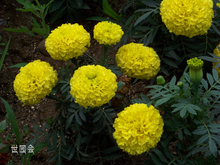 20110601h԰ר԰ (16)̫پ.jpg
