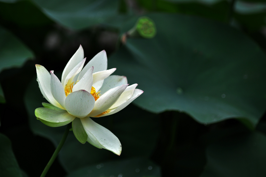 dsc_7100_1.jpg