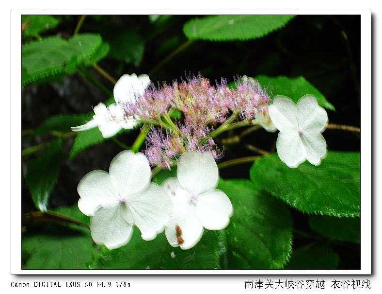 Ͻ20110604 161.jpg