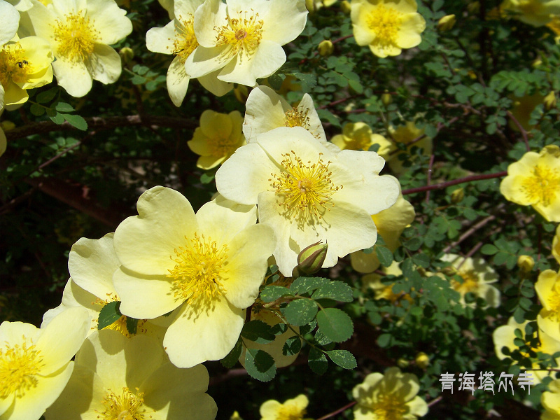20110606bຣ (20).jpg