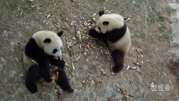 2011年0601西安l世园会秦岭园 (19).jpg