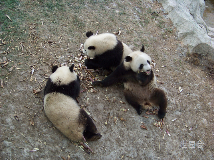 2011年0601西安l世园会秦岭园 (20).jpg