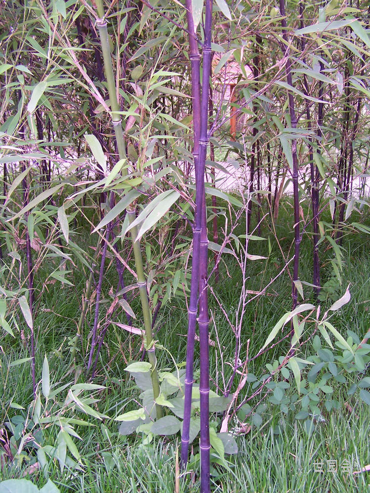20110601s԰רչ԰ (15).jpg