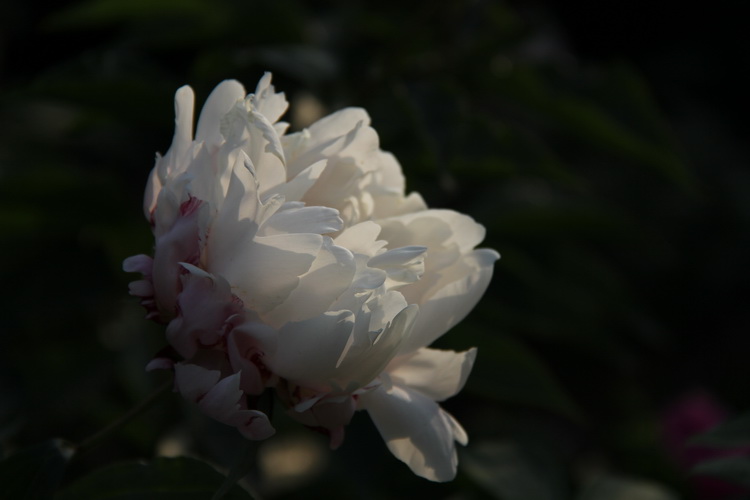 img_3911_调整大小_neo_bak.jpg