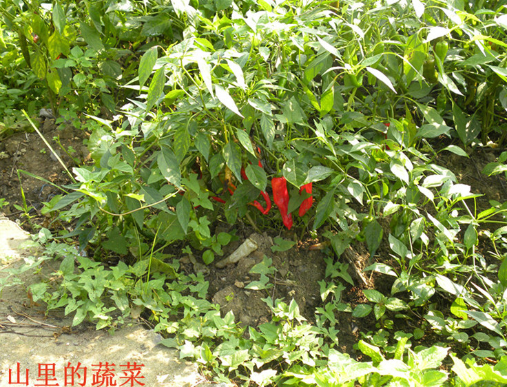 dscn1911__.jpg