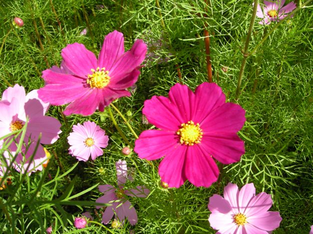 dscn4537.jpg