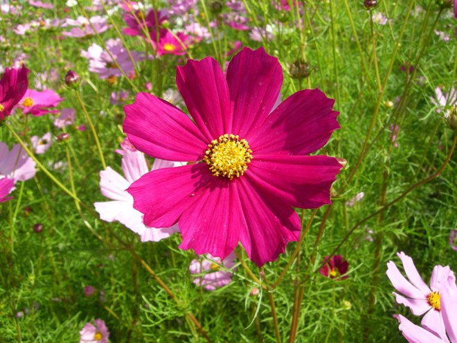 dscn4536.jpg