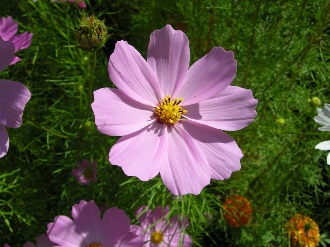 dscn4540.jpg