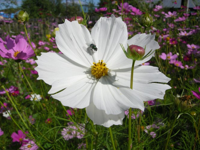 dscn4539.jpg