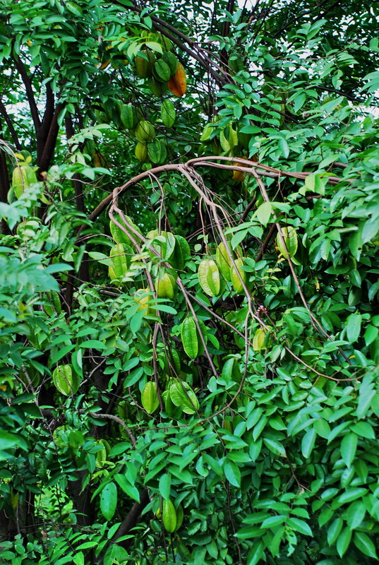 dsc_0253.jpg