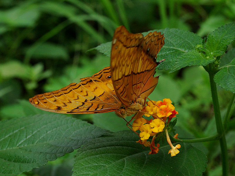 蝴蝶imgp3141.jpg