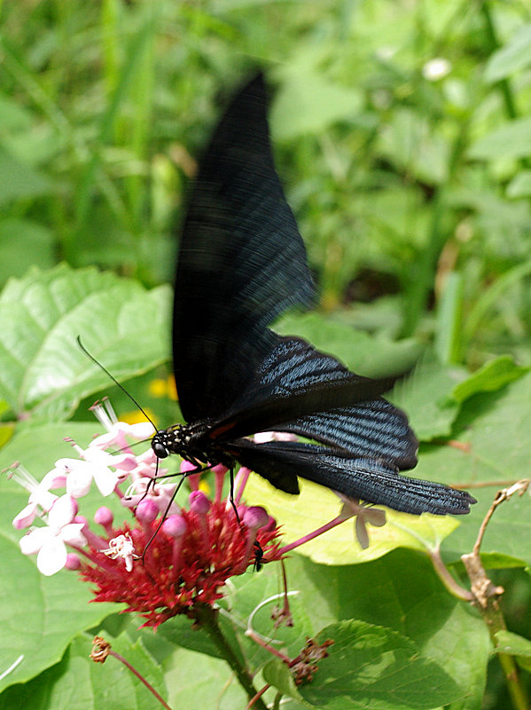 蝴蝶imgp3154.jpg