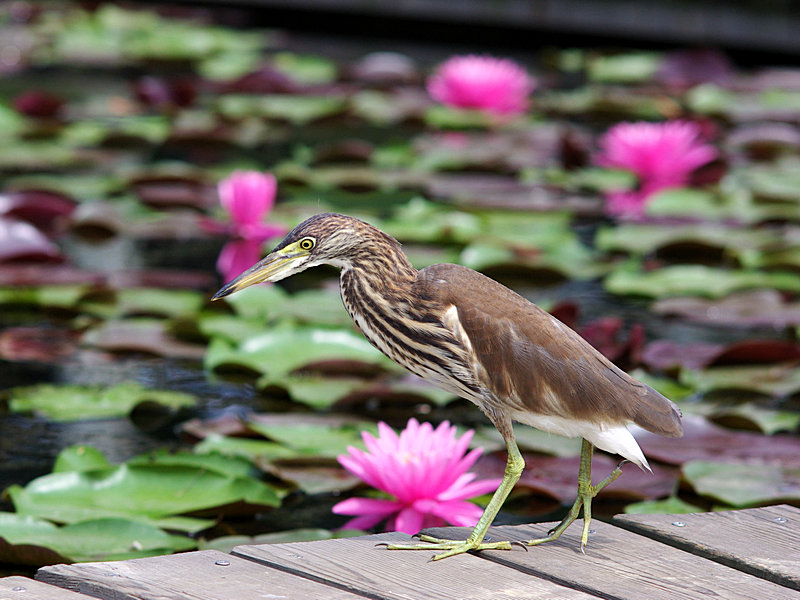 鸟imgp2892.jpg
