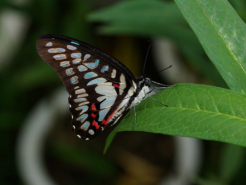 蝴蝶imgp3016.jpg
