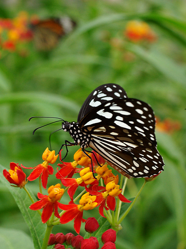 蝴蝶imgp3044.jpg