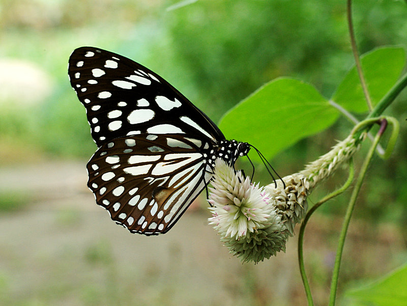 imgp3148.jpg