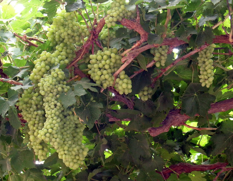 sam_0575_СС.jpg