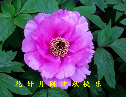 δ-flower000001.jpg