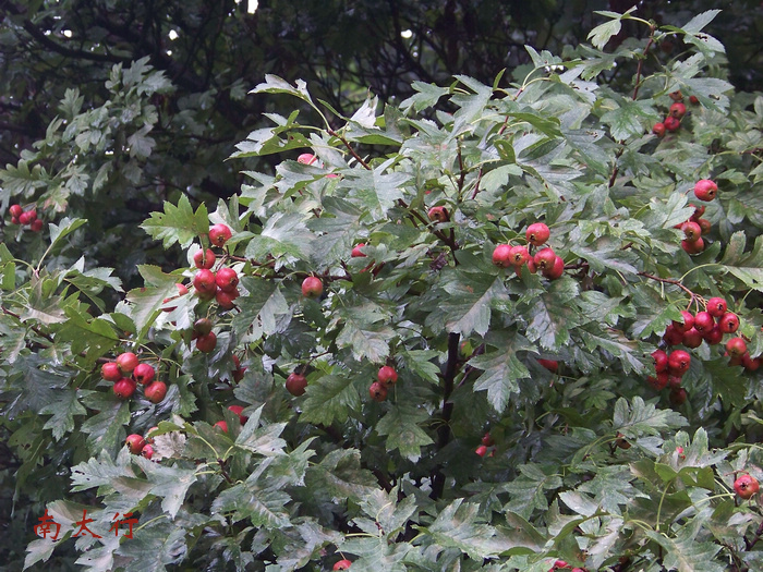 20110910jɽٴعŽ (32).jpg